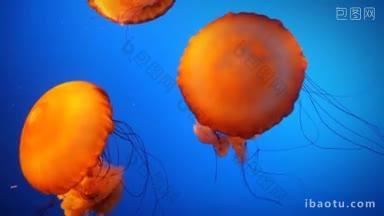 一群美丽的橙色<strong>水母</strong>在蓝色的水中游泳